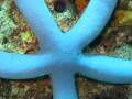 Etoile de mer bleue: 
