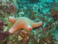 Etoile de mer: 