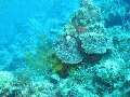 Corail: Corail et commatule sur cette photo d'ambiance