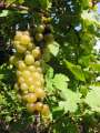 Une grappe de Chasselat: Le Chasselat est un raison blanc ou noir destin  tre mang.