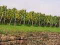 Paysage de vignes: 